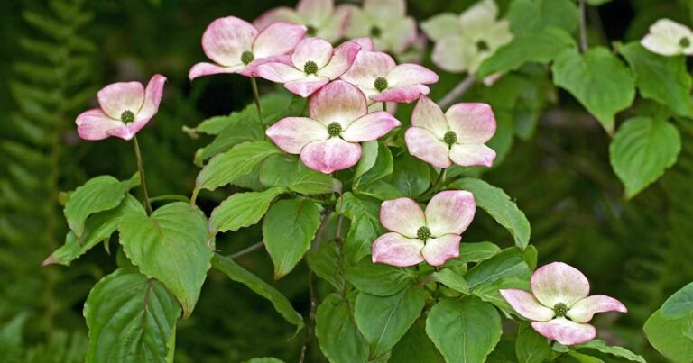 13 Common Causes of Dogwood Leaf Drop