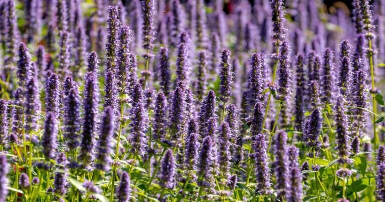 19 of the Best Agastache Varieties to Grow at Home