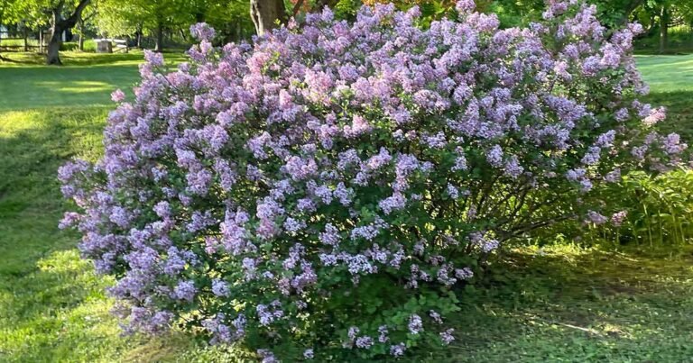 15 of the Best Dwarf Lilacs for Your Landscape