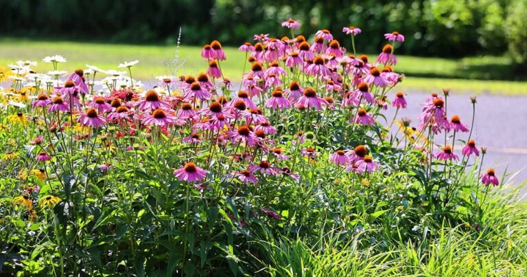 21 of the Best Companion Plants for Coneflowers