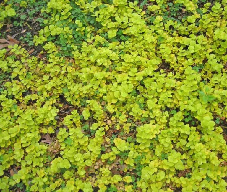 25 Best Ground Cover Plants to Prevent Weeds