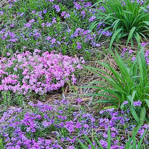 Julie’s Spring Garden in Georgia, Part 1