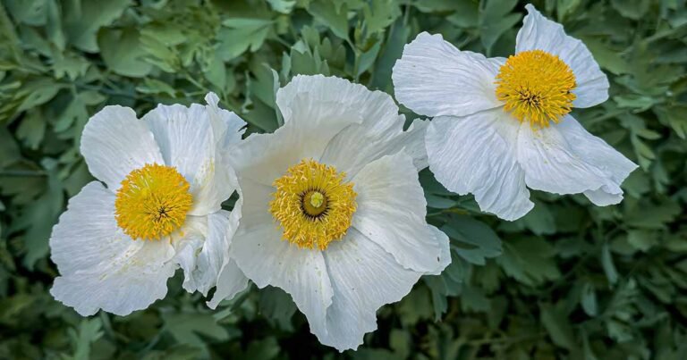 How to Grow California Tree Poppies (Coulter’s Matilija Poppy)
