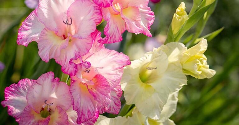How to Grow Gladiolus in Containers