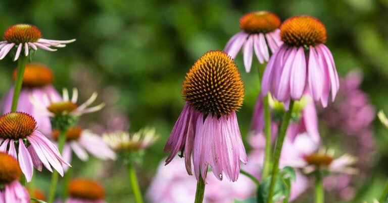 When and How to Deadhead Coneflowers (Echinacea)