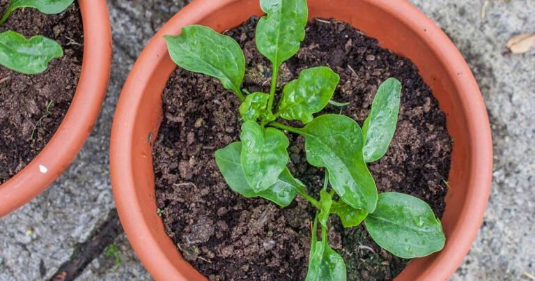 Learn How to Grow Spinach in Containers