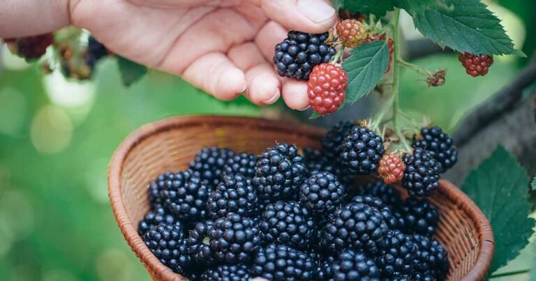 Picking Blackberries: How and When to Harvest