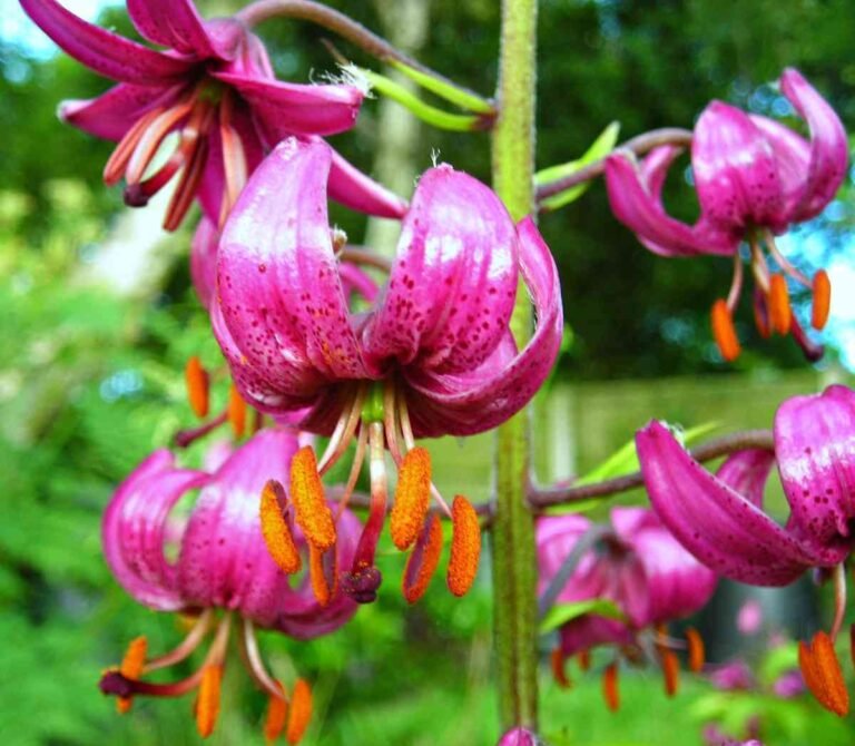 8 Lilies that Bloom all Summer