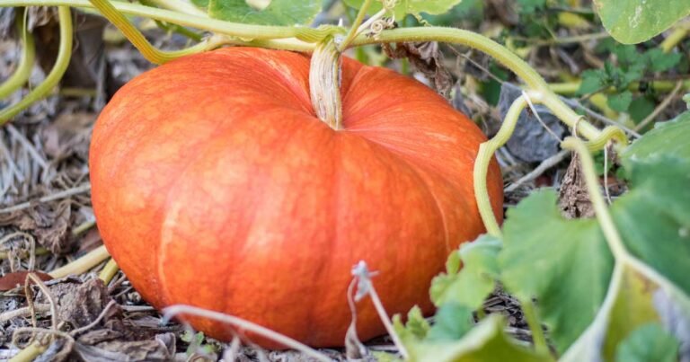 5 Reasons Why Your Pumpkin Isn’t Producing Fruit