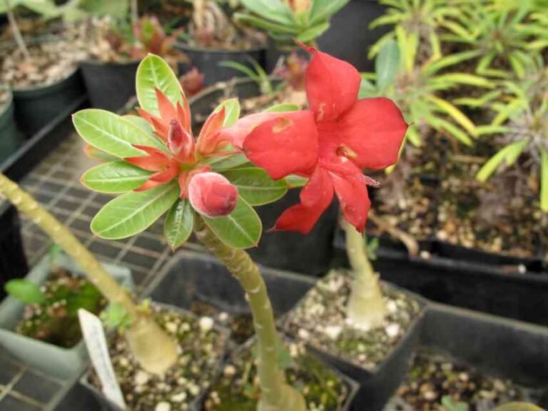 How to Get Desert Rose to Bloom?