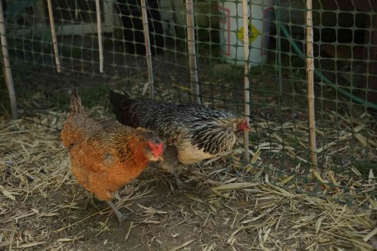How to Keep Chickens Cool in Hot Weather?