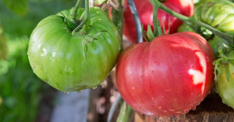 What’s the Best Type of Mulch for Tomato Plants? 7 Top Options