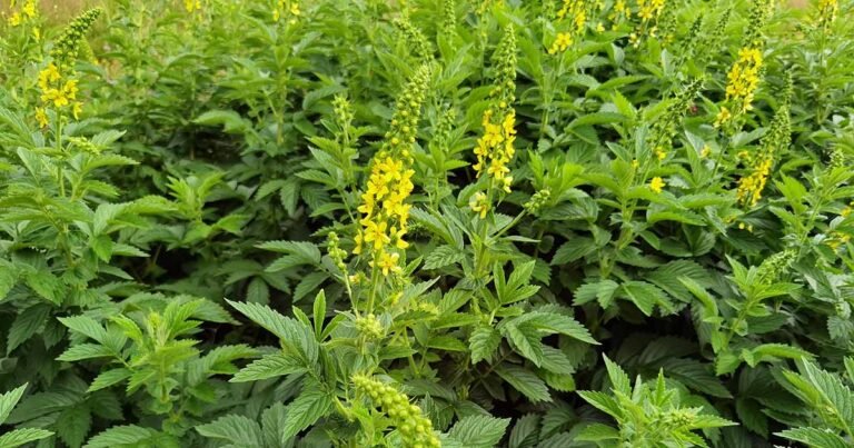 Learn How to Plant and Grow Agrimony in Your Herb Garden