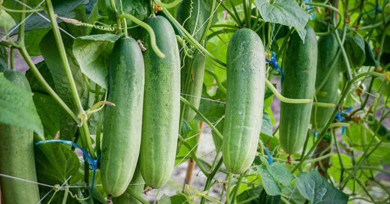Learn How to Grow Cucumbers in Pots and Containers