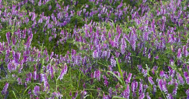 How to Grow Hairy Vetch as a Cover Crop