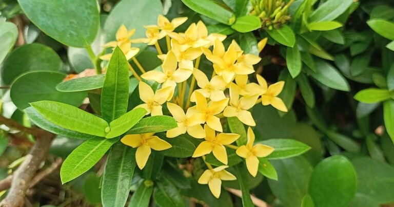 How to Grow and Care for Italian Jasmine