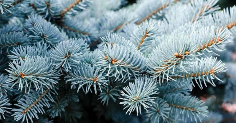 How to Grow and Care for Colorado Blue Spruce