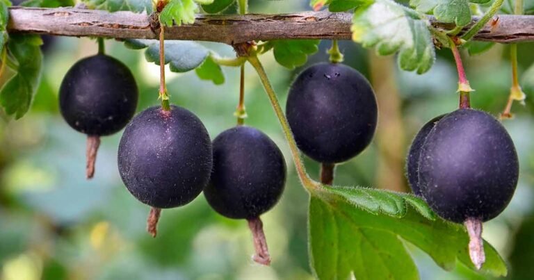 How to Plant and Grow Jostaberries