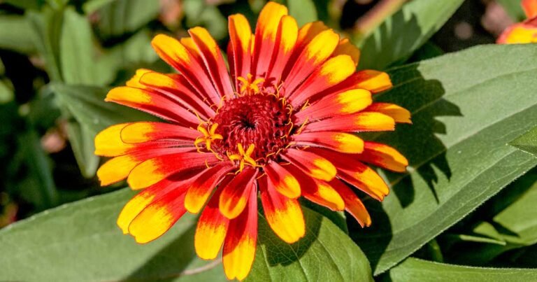 How to Plant and Grow Mexican Zinnias