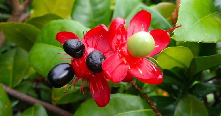 How to Grow and Care for Mickey Mouse Plants