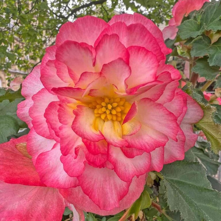 13 Annual Flowers that Bloom All Summer