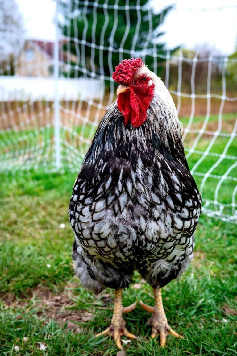 How to Treat Bumblefoot in Chickens Naturally?