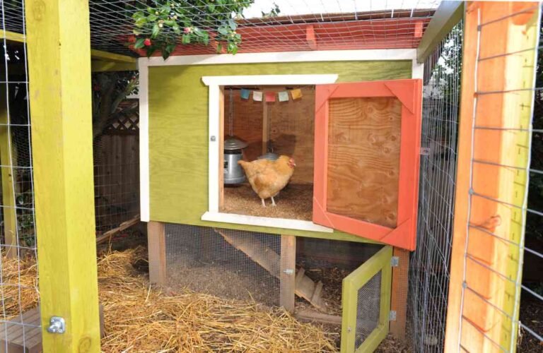 What Should Be Inside a Chicken Coop?