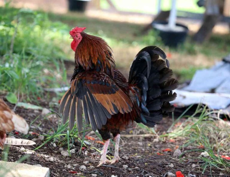 How to Clip Flight Feathers on Chickens?