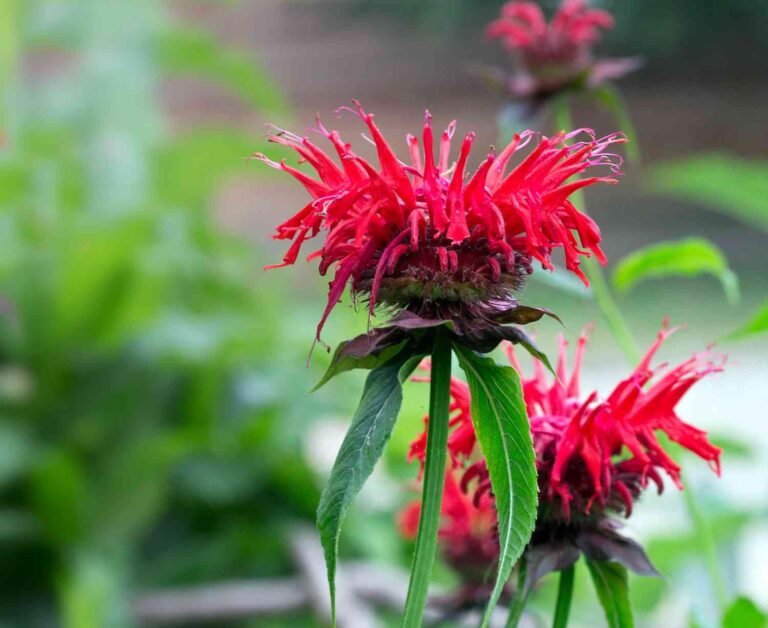 How to Propagate Bee Balm – Ultimate Guide?