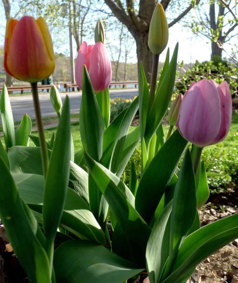 10 Reasons Why Tulips Are Not Blooming
