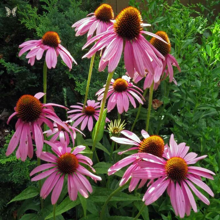 How to Propagate Coneflower (Echinacea) – Division, Cuttings and Seed Propagation