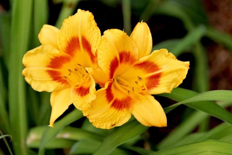 How to Plant Daylily Bulbs – Complete Guide