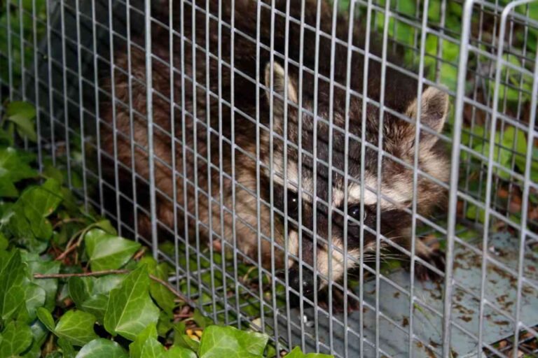 How to Keep Chickens Safe from Predators?