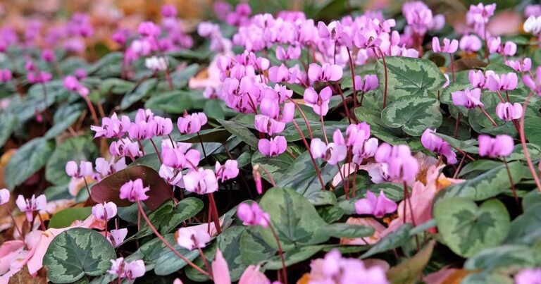 Learn About 15 Different Types of Cyclamen Plants