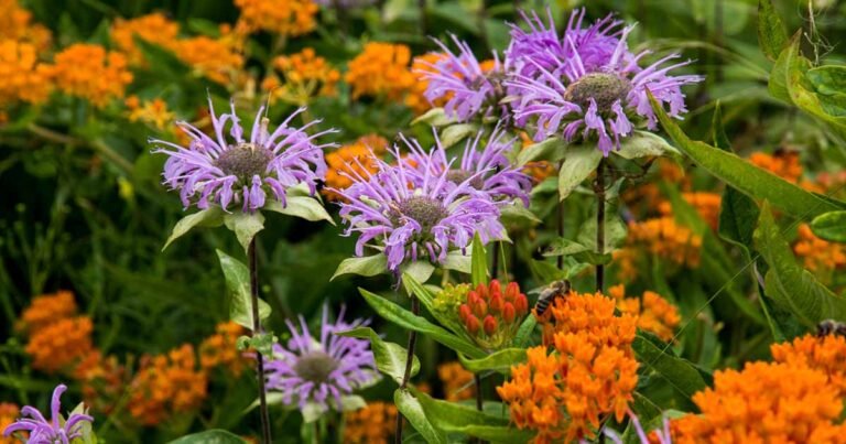 15 of the Best Native Wildflowers for the US and Canada