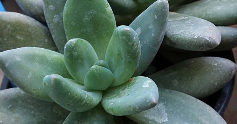 11 of the Best Types of Pachyveria Succulents