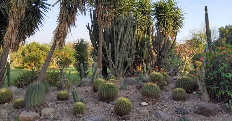 27 of the Best Xerophytes to Grow in a Water-Wise Garden