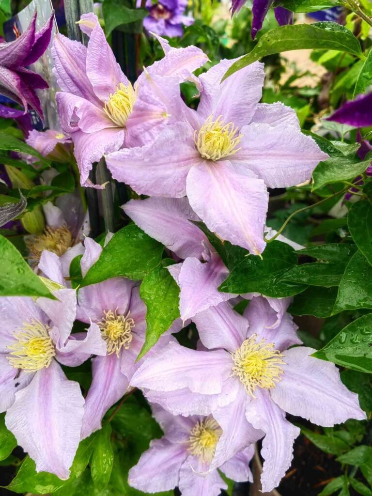 5 Best Companion Plants for Clematis