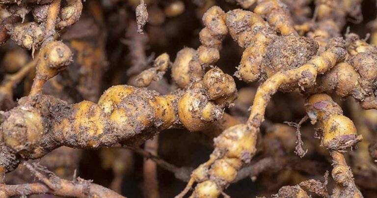 Learn About False Root-Knot Nematodes in the Garden