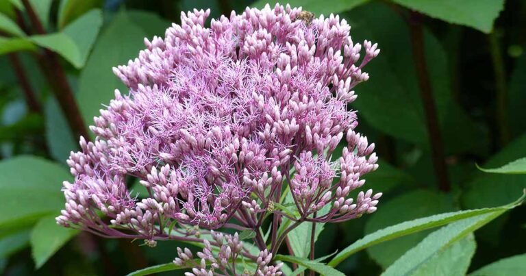 How to Plant and Grow Hollow Joe-Pye Weed