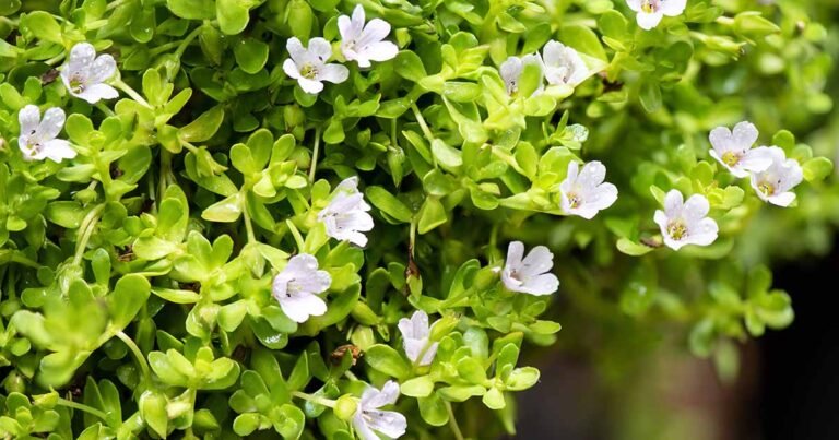 How to Grow and Care for Bacopa (Water Hyssop)