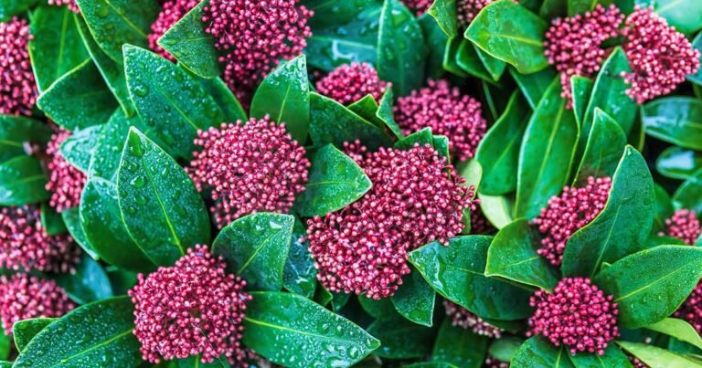 How to Grow and Care for Japanese Skimmia
