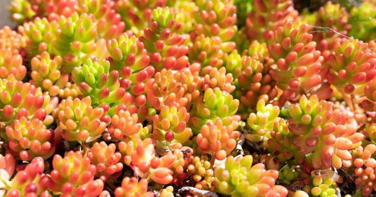 Learn How to Grow Jelly Bean Plants (Pork and Beans)