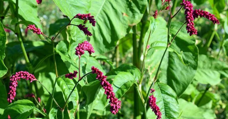 How to Grow Kiss-Me-Over-the-Garden-Gate (Prince’s Feather)