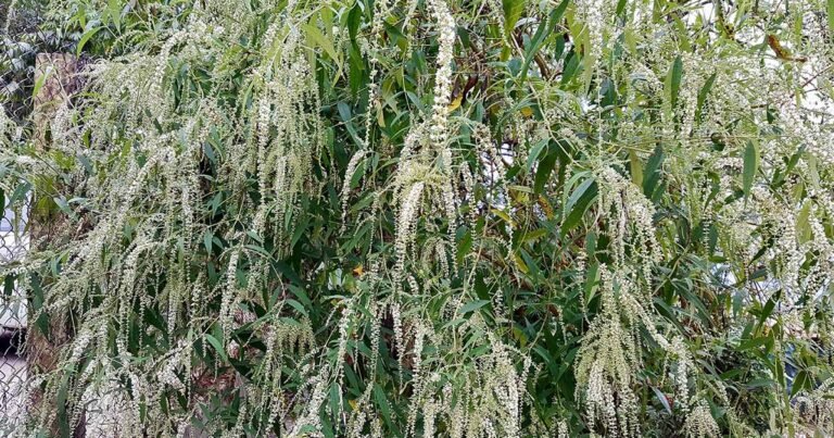 How to Grow and Care for Sweet Almond Bush