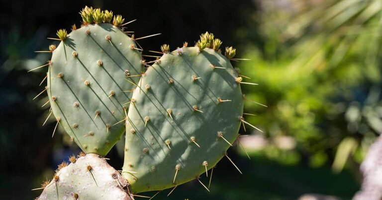 When and How to Prune Cactus