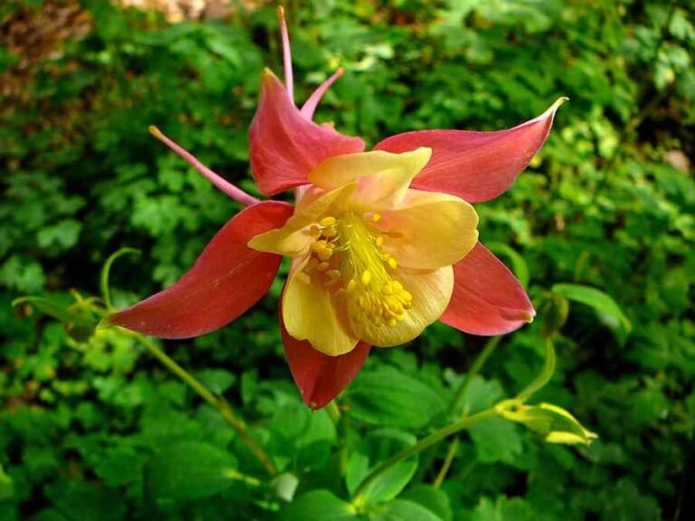 How to Grow and Care Columbine Plant?