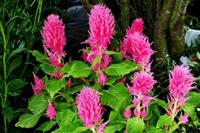 How to Grow Celosia – Ultimate Planting Guide