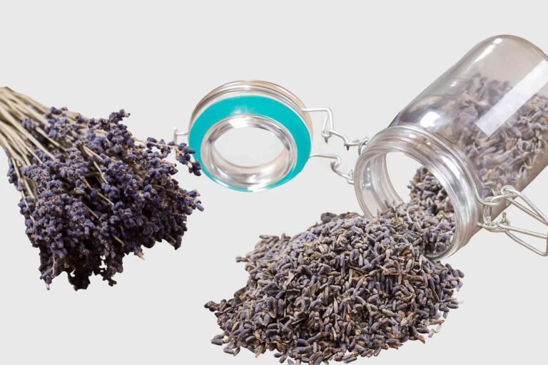 How to Dry Fresh Lavender From Your Garden?