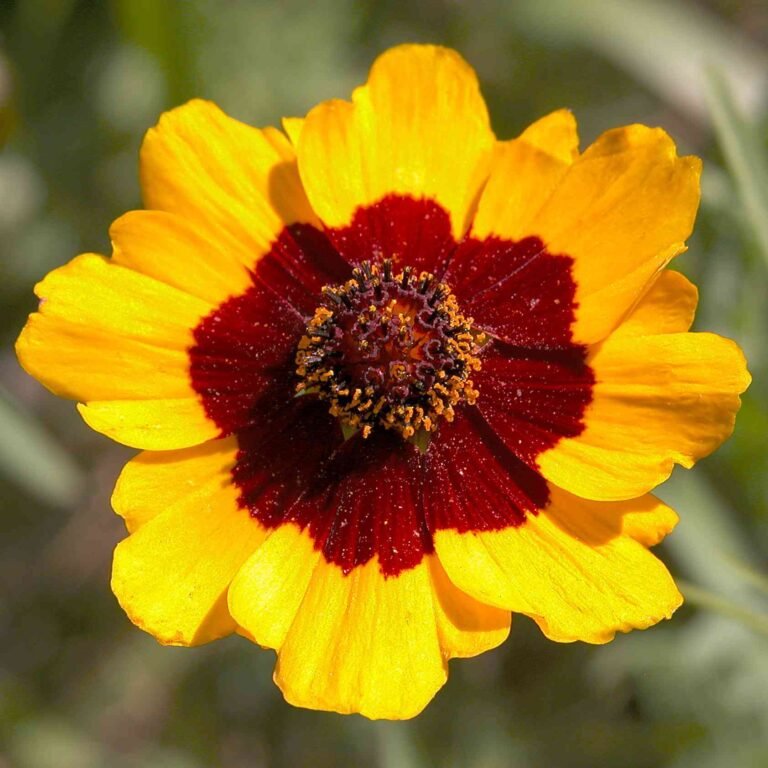 How to Grow Coreopsis Plant – Caring Guide?